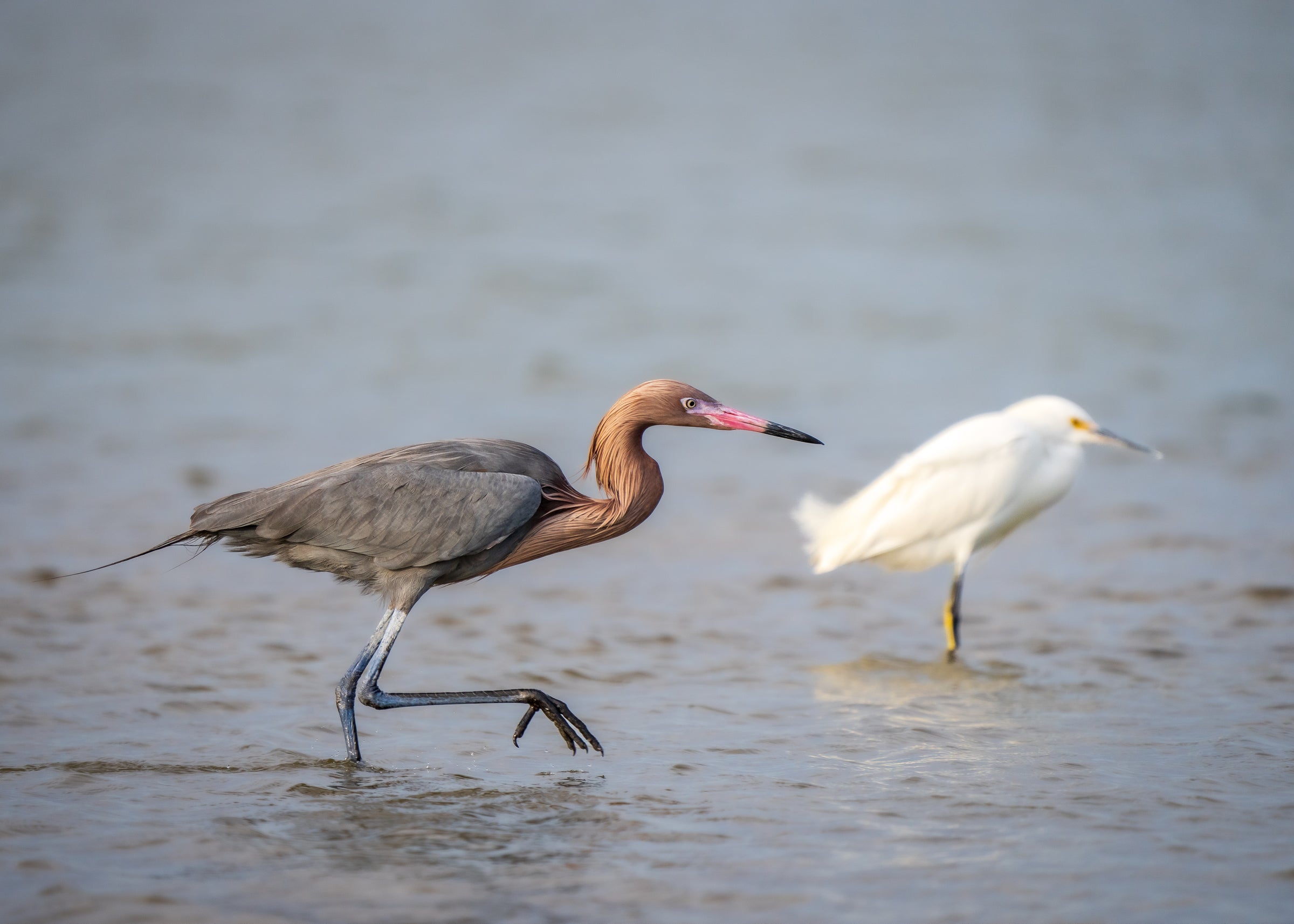 A Reddish Egret and Snowy Egret stand in the water
